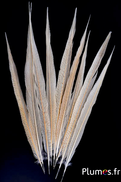 Faisan doré blanchi - 27-33 cm - crème